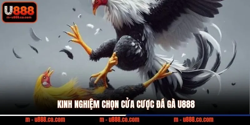 Kinh nghiệm chọn cửa cược đá gà U888
